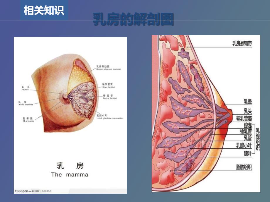 乳腺癌的护理查房_第4页