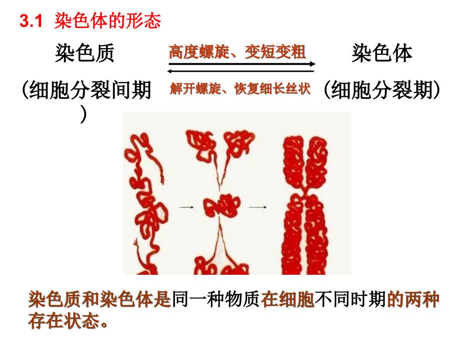 生物必修二第二章基因与染色体的关系复习教学课件_第1页