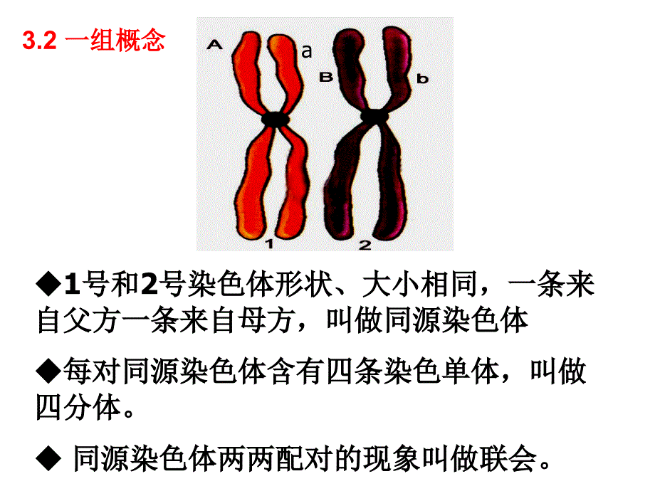 生物必修二第二章基因与染色体的关系复习教学课件_第3页