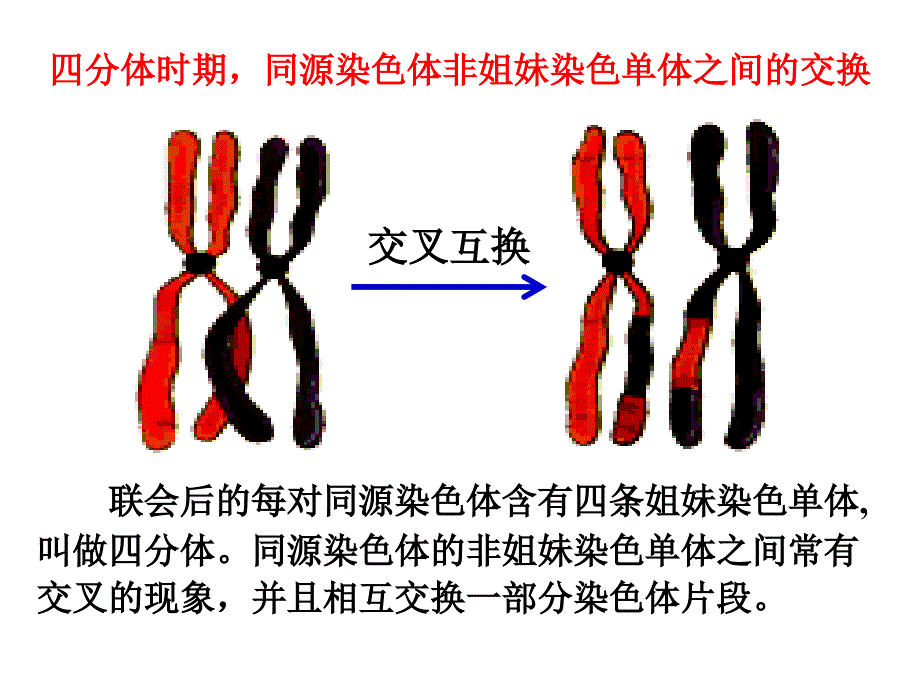 生物必修二第二章基因与染色体的关系复习教学课件_第4页