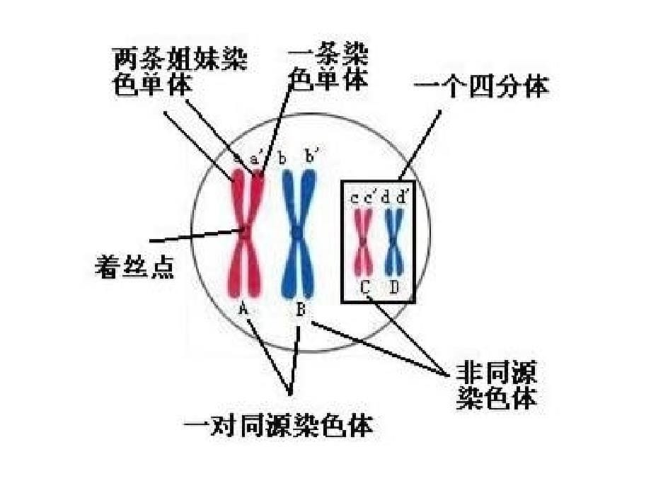 生物必修二第二章基因与染色体的关系复习教学课件_第5页