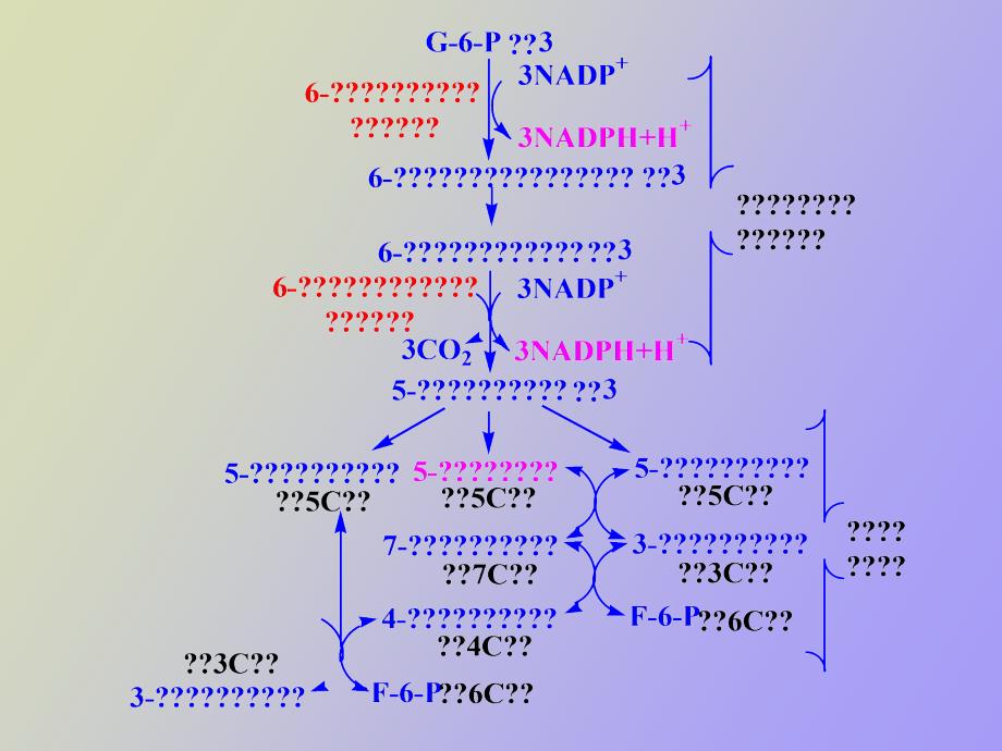 糖原的分解和生物合成总_第1页