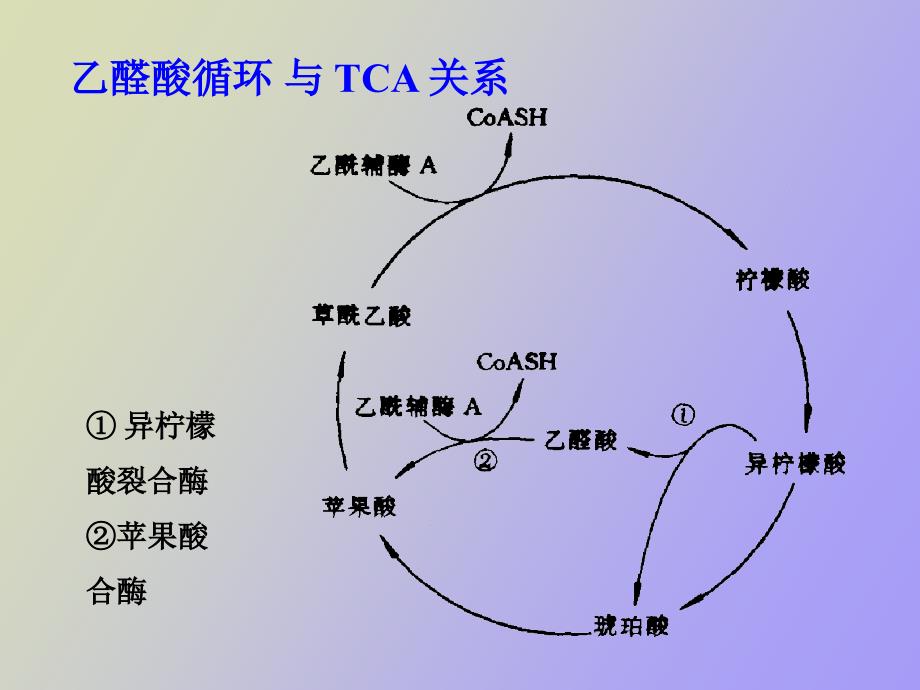 糖原的分解和生物合成总_第2页