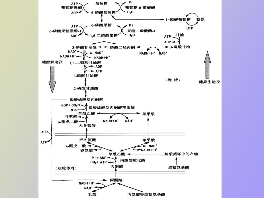 糖原的分解和生物合成总_第3页