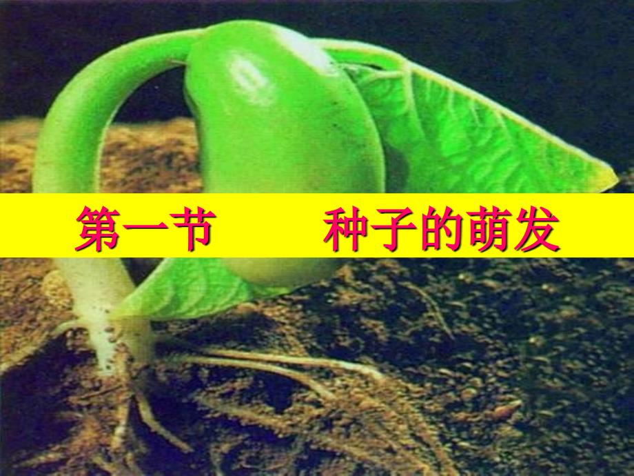 七年级生物上册321《种子的萌发》课件人教新课标版_第3页