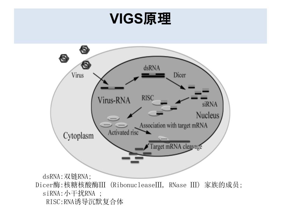 VIG病毒诱导基因沉默技术课件.ppt_第4页