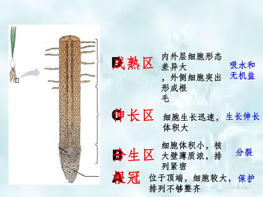 辽宁省凌海市七年级生物上册3.2.2植株的生长优质课件新版新人教版_第4页