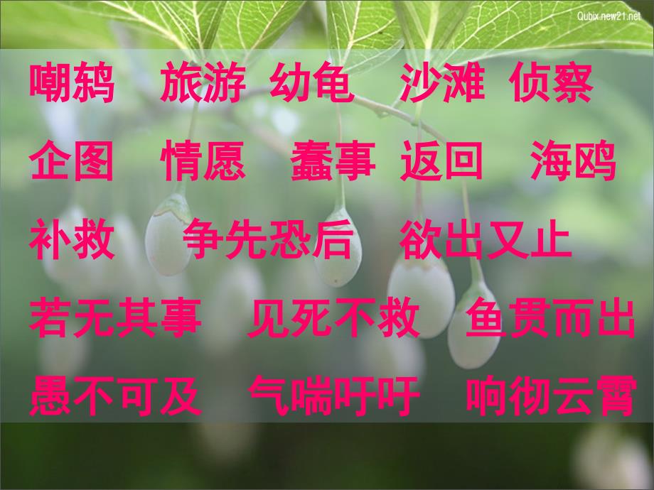 9《自然之道》课件(1)_第4页