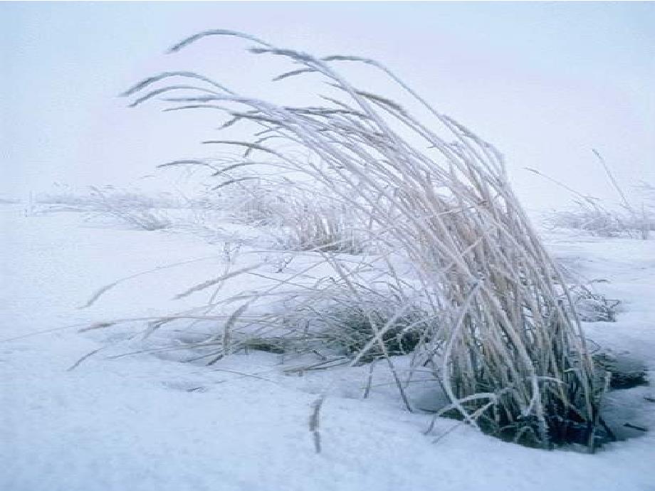 雪地里的小画家定稿_第3页