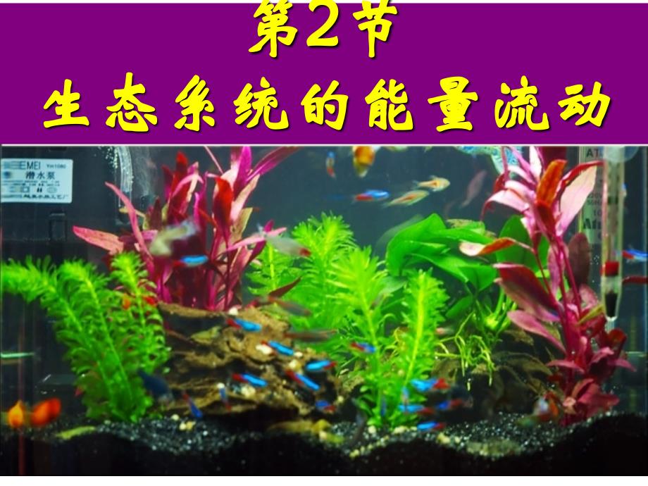 生态系统的能量流动_第1页