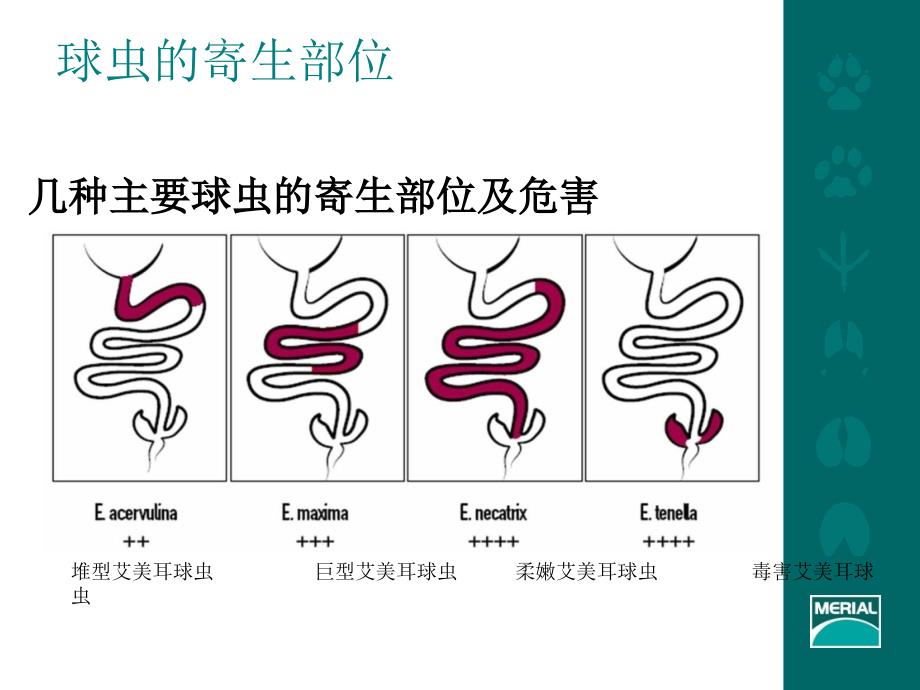 球虫病及其免疫1_第4页