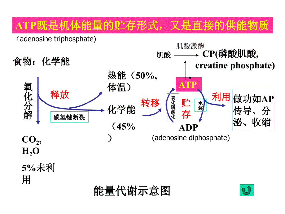 能量代谢课件_第3页