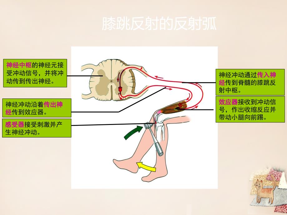 河北省迁安市杨店子镇联合中学七年级生物下册 第四章 第三节 信息的处理——神经调节的基本方式课件 冀教版_第4页