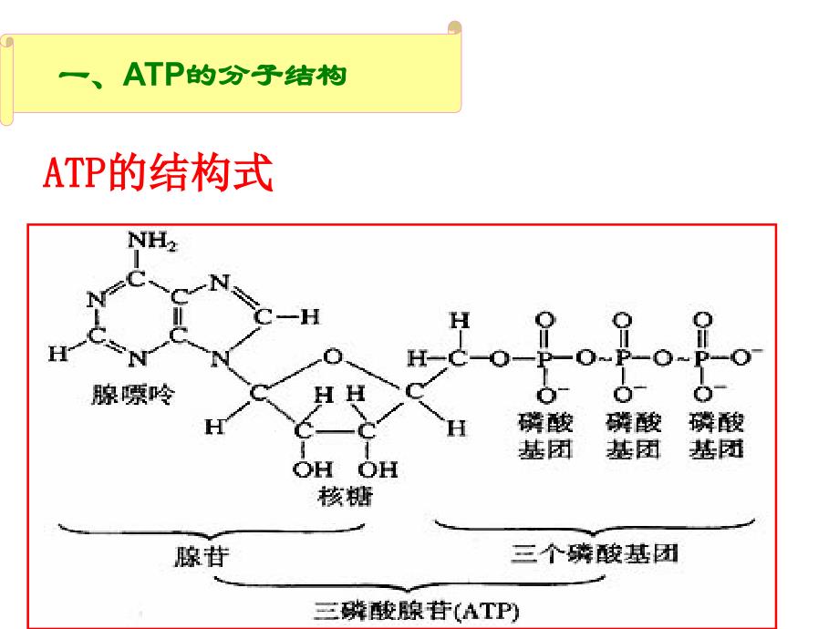 细胞的能量“通货”——ATP_第4页