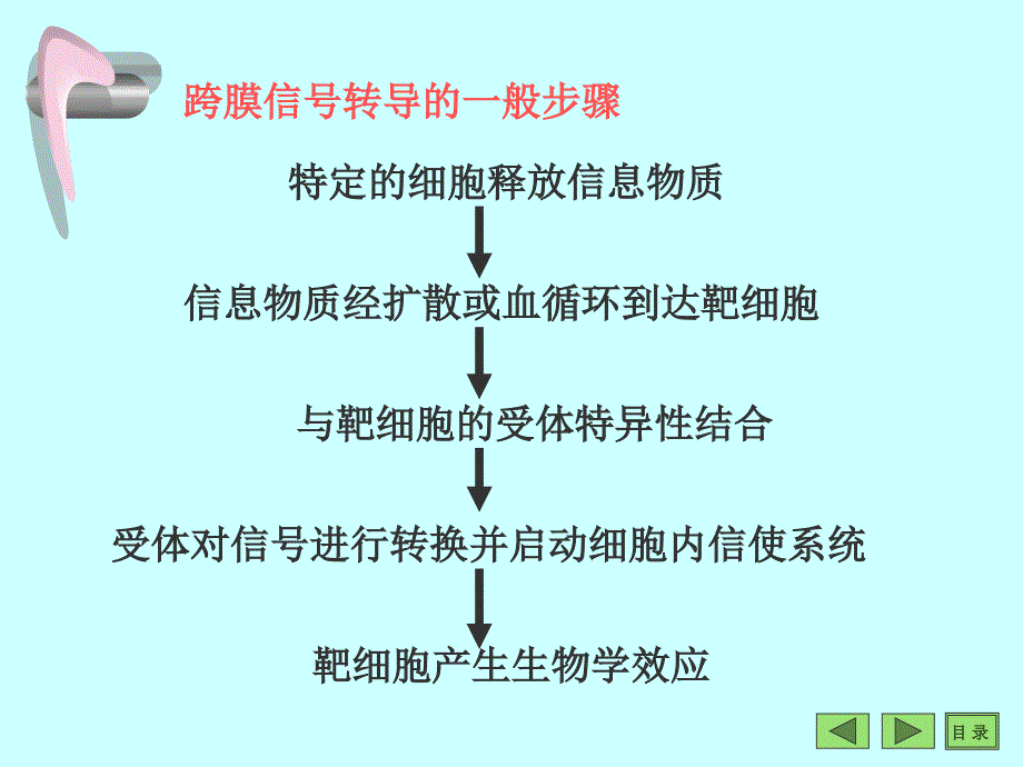 第9章细胞信息转导文档资料_第3页