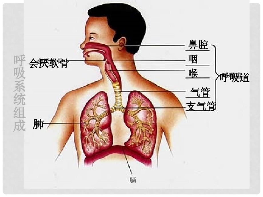 七年级生物下册 第三章 第一节 呼吸道对空气的处理课件 （新版）新人教版_第4页