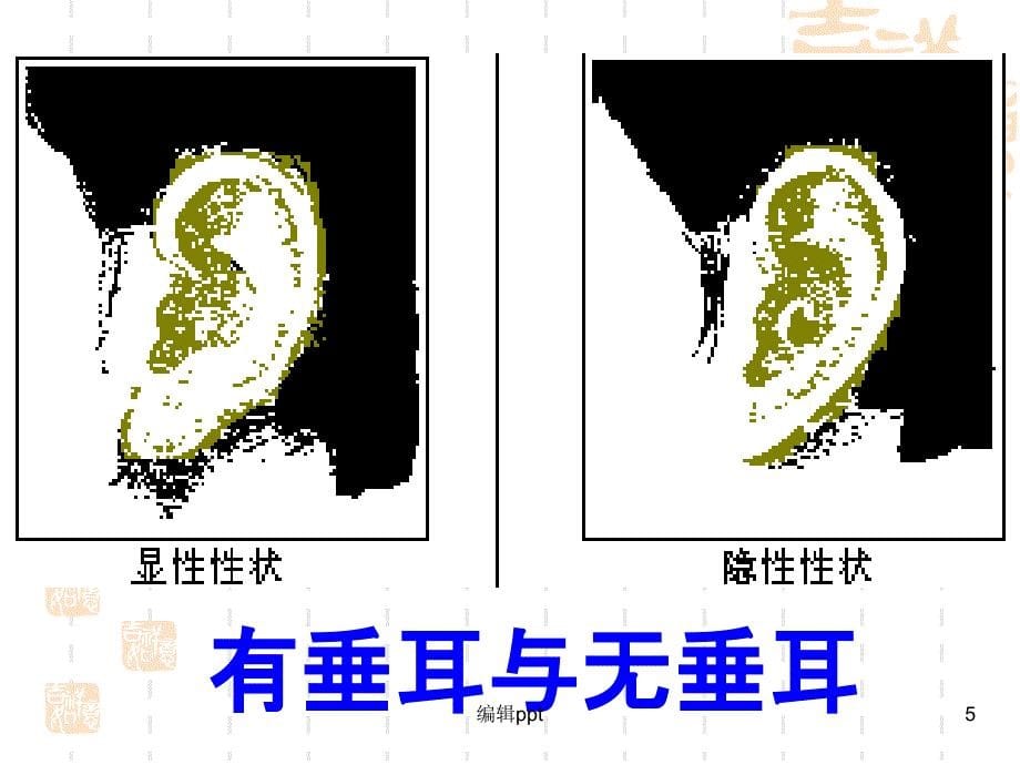 八年级生物上第四单元第四章生物的遗传和变异复习_第5页