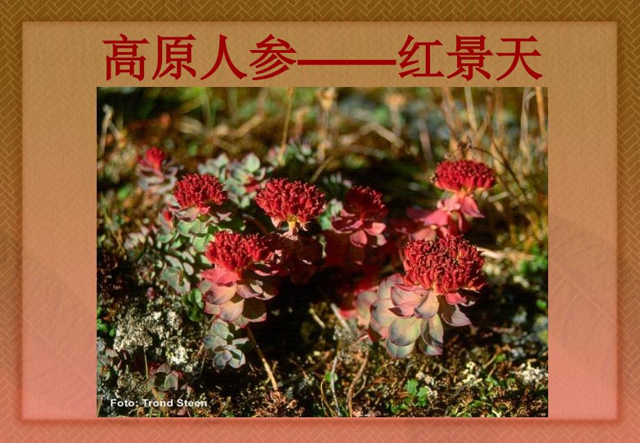 高原人参红景天_第1页