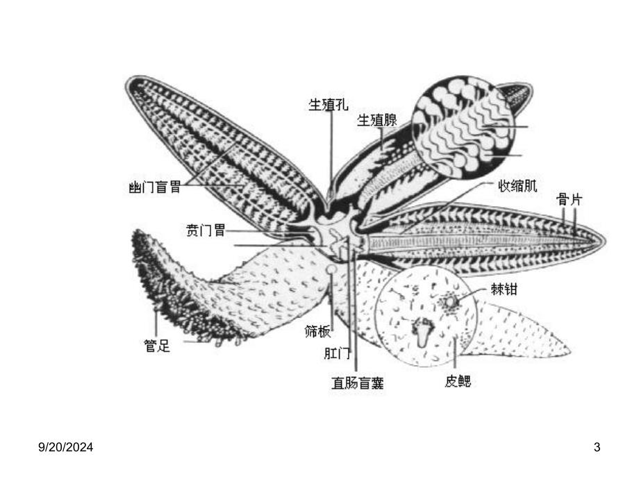 棘皮动物门好_第3页