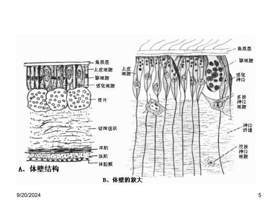 棘皮动物门好_第5页