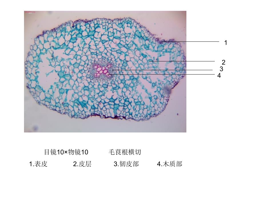 潘晓军药用植物学实验_第1页