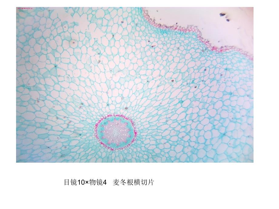 潘晓军药用植物学实验_第2页