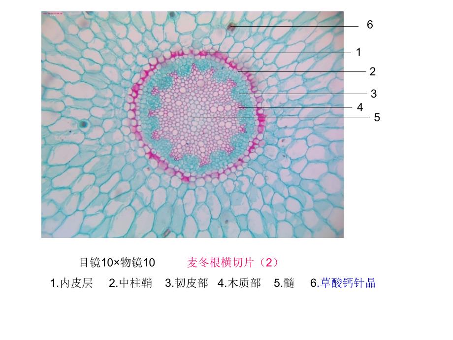 潘晓军药用植物学实验_第4页