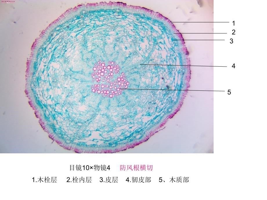 潘晓军药用植物学实验_第5页