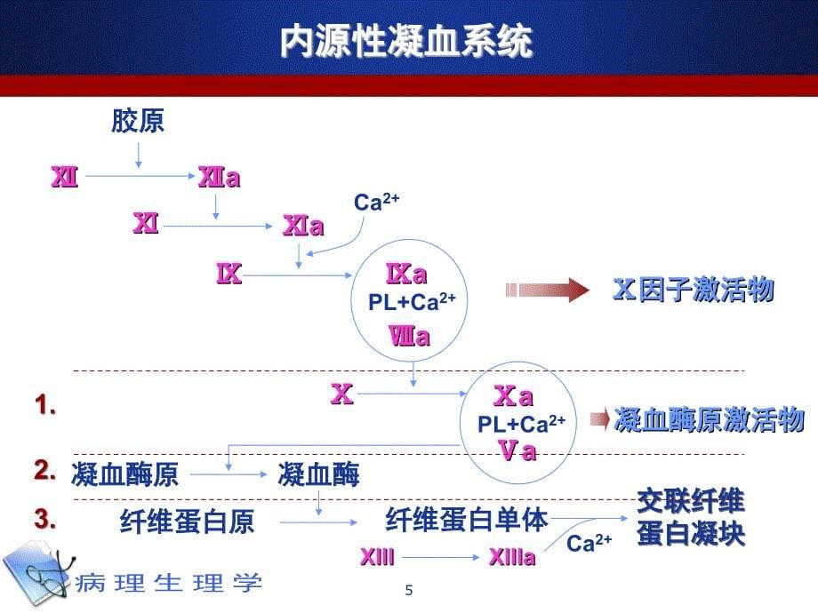 病理生理学 凝血和抗凝血平衡紊乱【技术课堂】_第5页