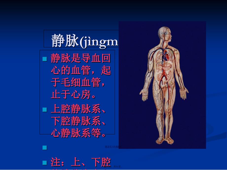 PICC相关静脉的解剖学习教案_第3页