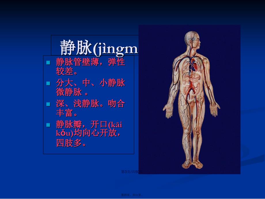 PICC相关静脉的解剖学习教案_第4页