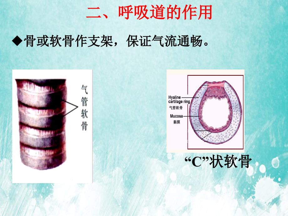 人体的呼吸复习备课PPT课件讲义_第4页