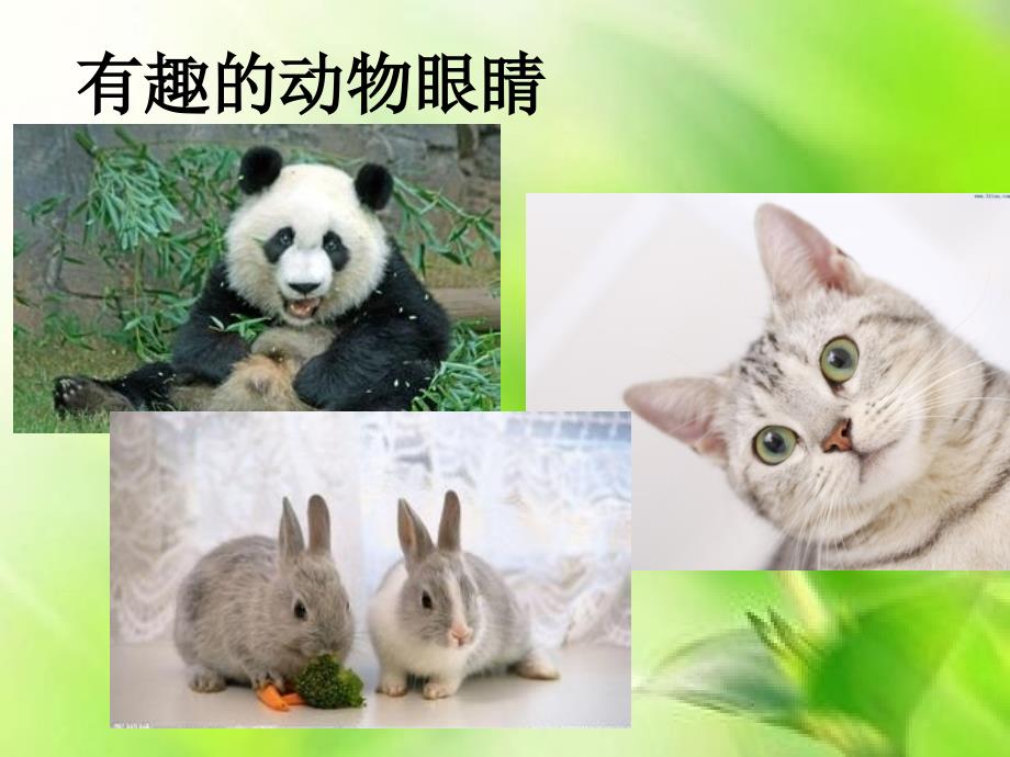 保护眼睛的重要性.PPT_第3页