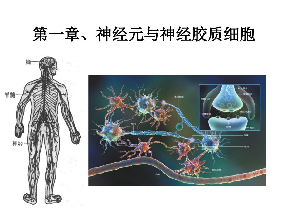 神经动物学：1 神经元与神经胶质细胞 (1)_第1页