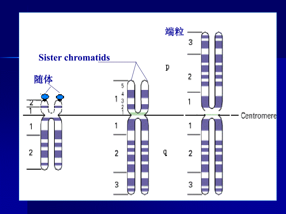 染色体带型分析_第2页