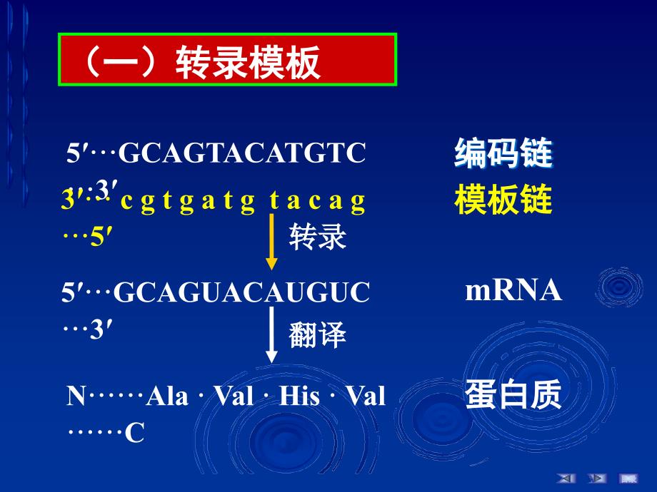 第十四章RNA的生物合成简明教程_第4页