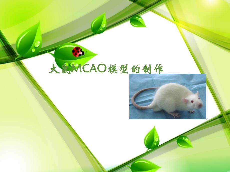 大鼠MCAO模型的制作_第1页