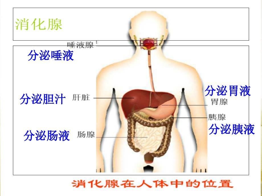 食物的消化和营养物质的吸收ppt课件_1_第5页