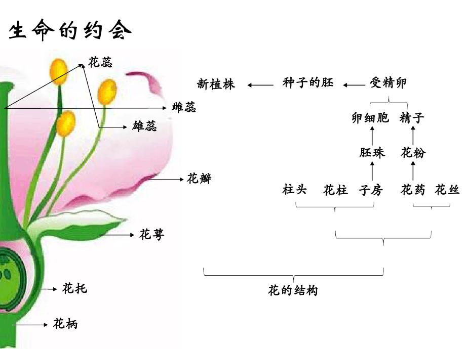 八下人教版711植物的生殖共22张_第4页