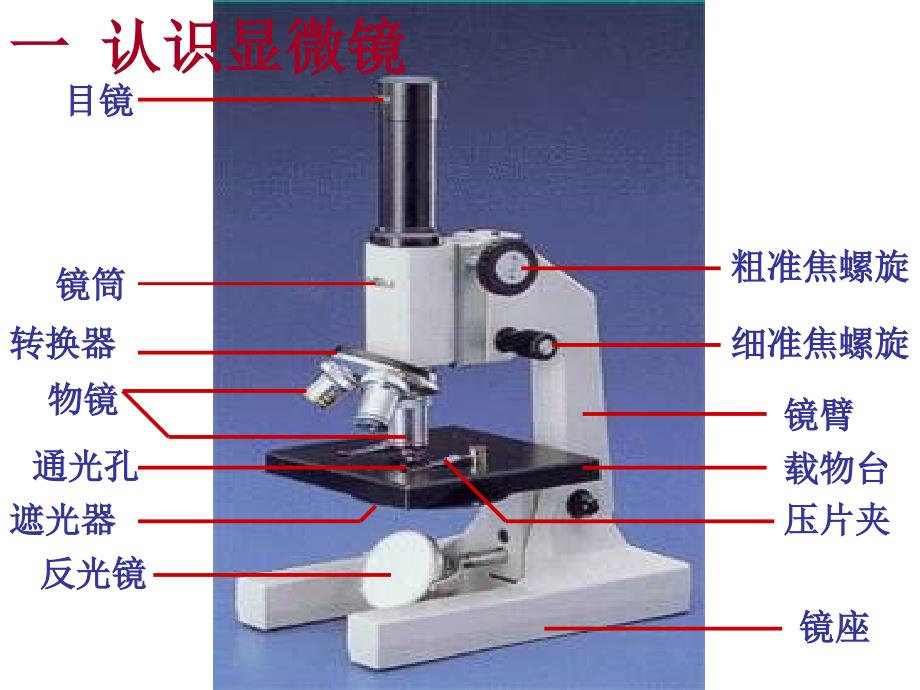 人教版七年级生物上册课件：练习使用显微镜（PPT）_第2页