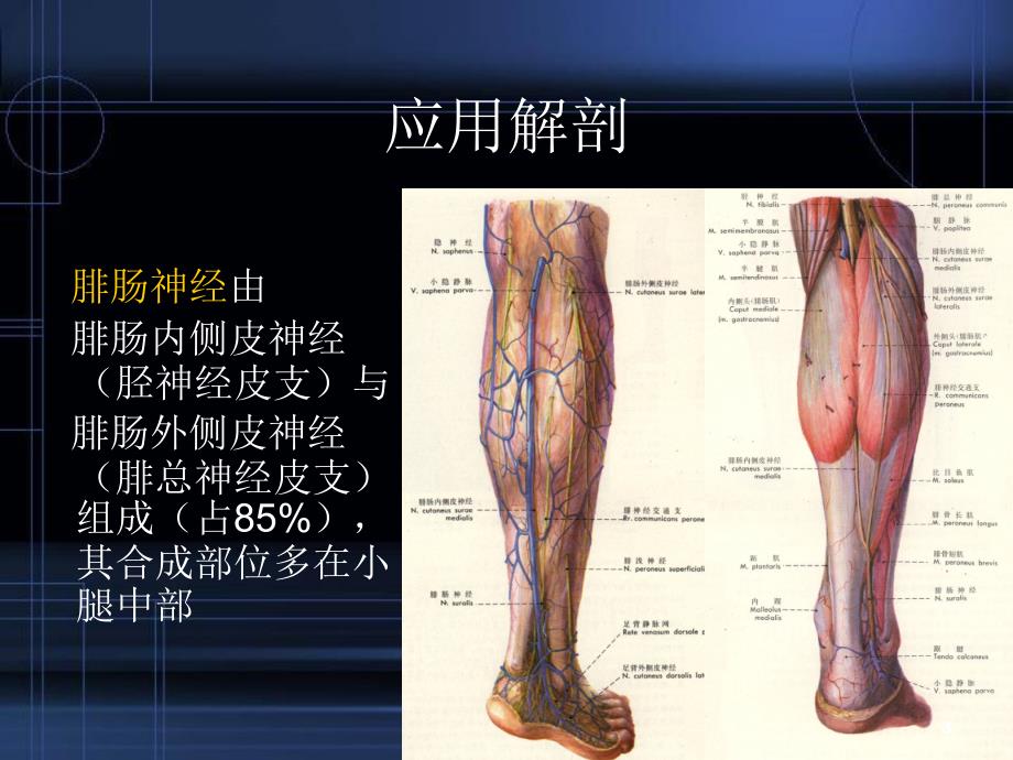 优质课件腓肠神经营养血管皮瓣_第3页