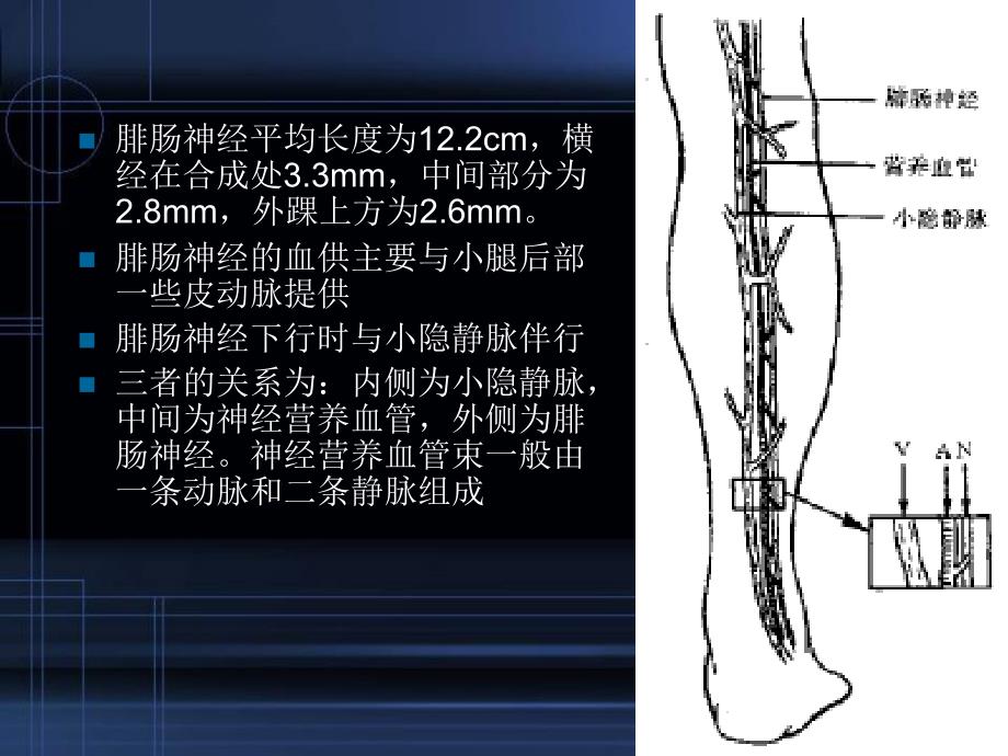 优质课件腓肠神经营养血管皮瓣_第4页