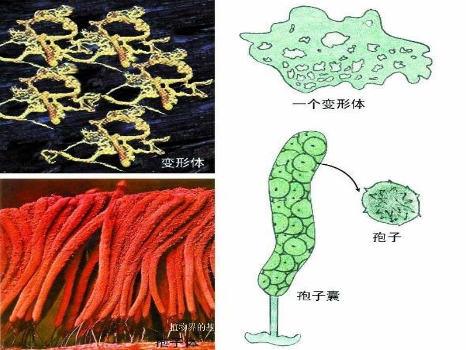 植物界的基本类群黏菌真菌地衣课件_第4页