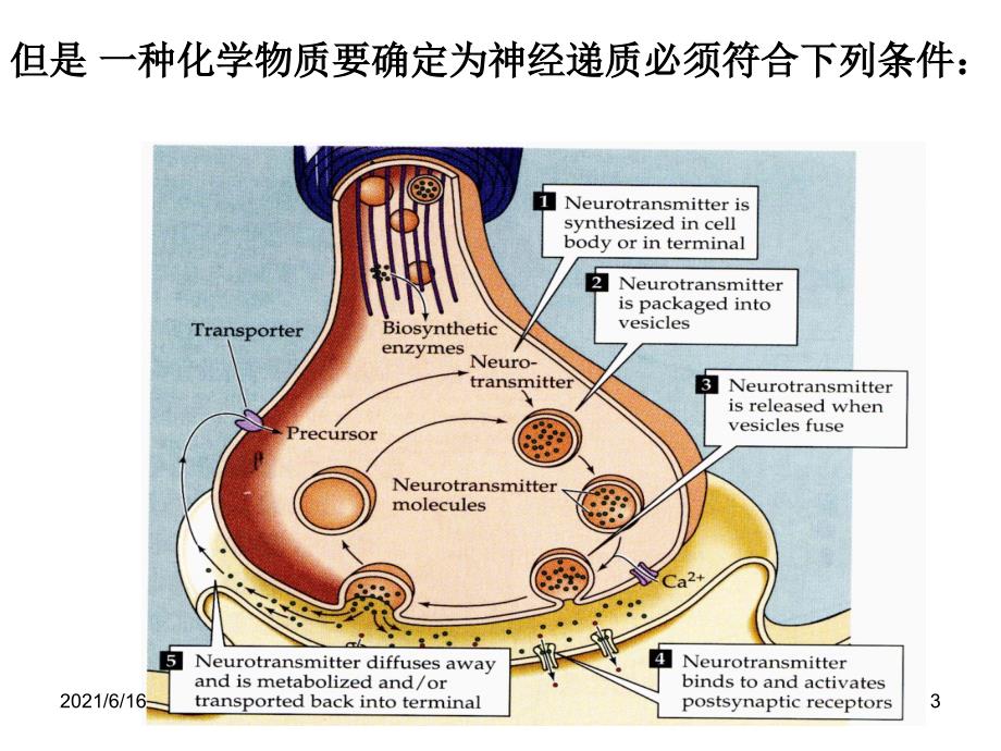 神经递质PPT课件_第3页