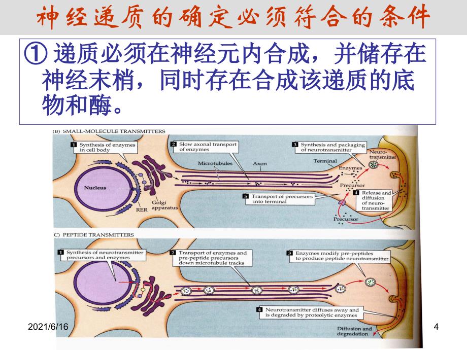 神经递质PPT课件_第4页