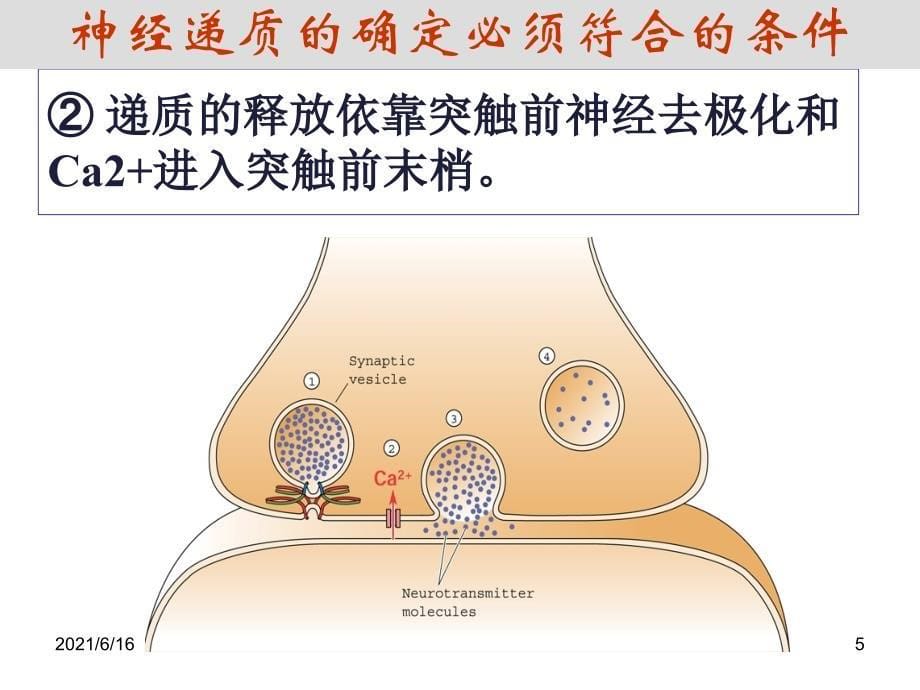 神经递质PPT课件_第5页