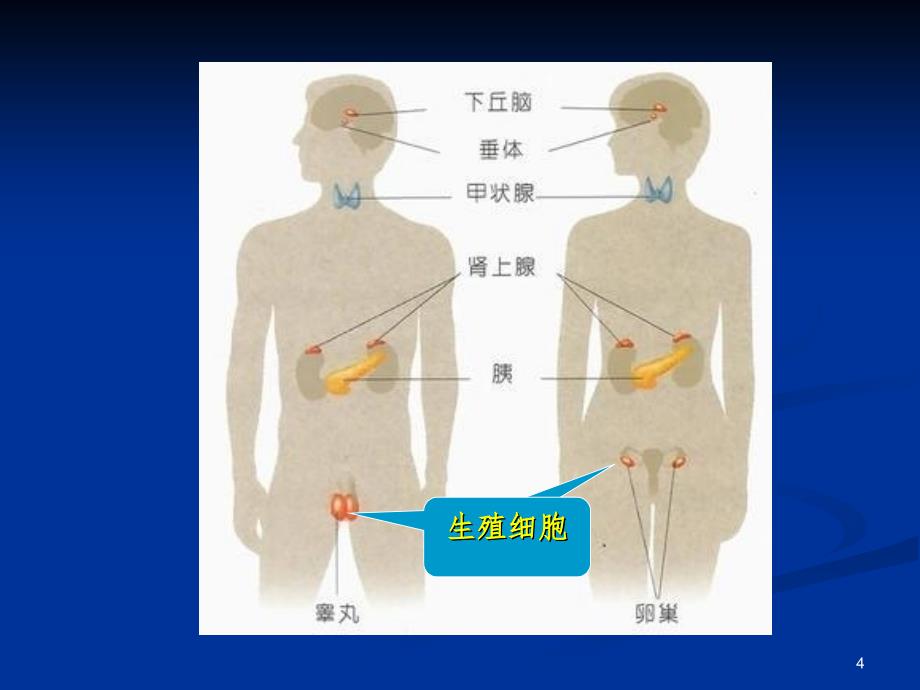 生殖细胞发生幻灯片_第4页