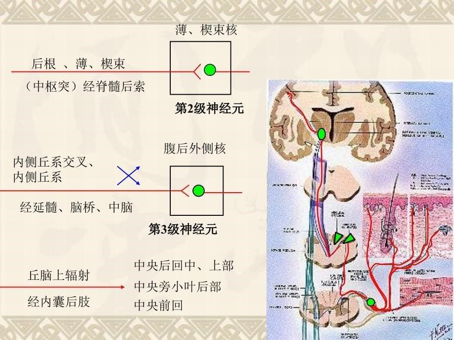 神经系统的传导通路_第5页