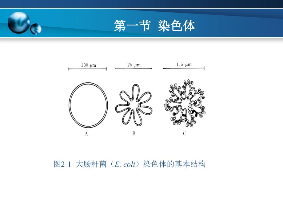 分子生物学基础第二章_第4页