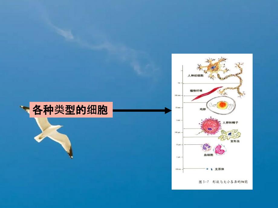 遗传学第二章遗传的细胞学基础ppt课件_第4页